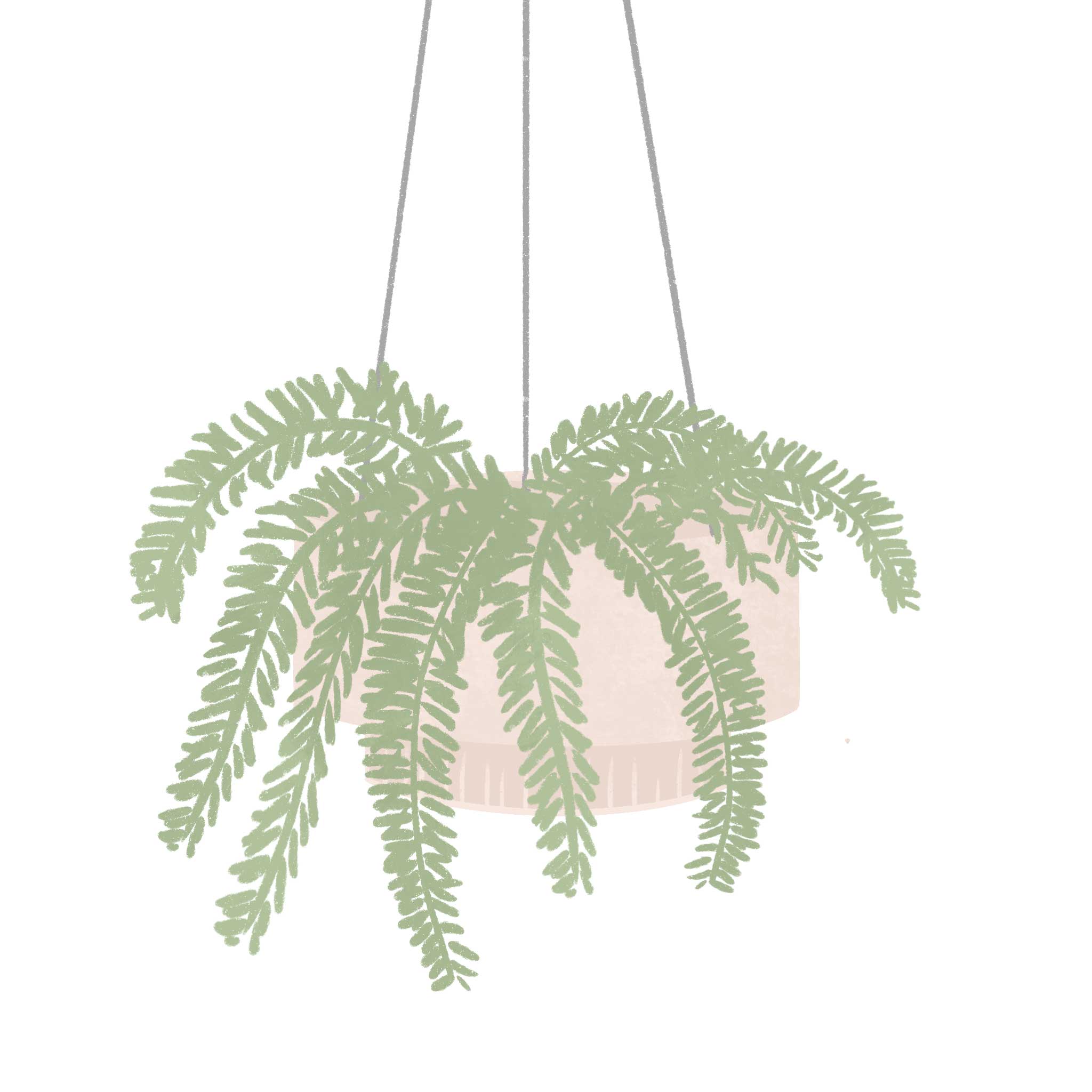 Boston-Fern