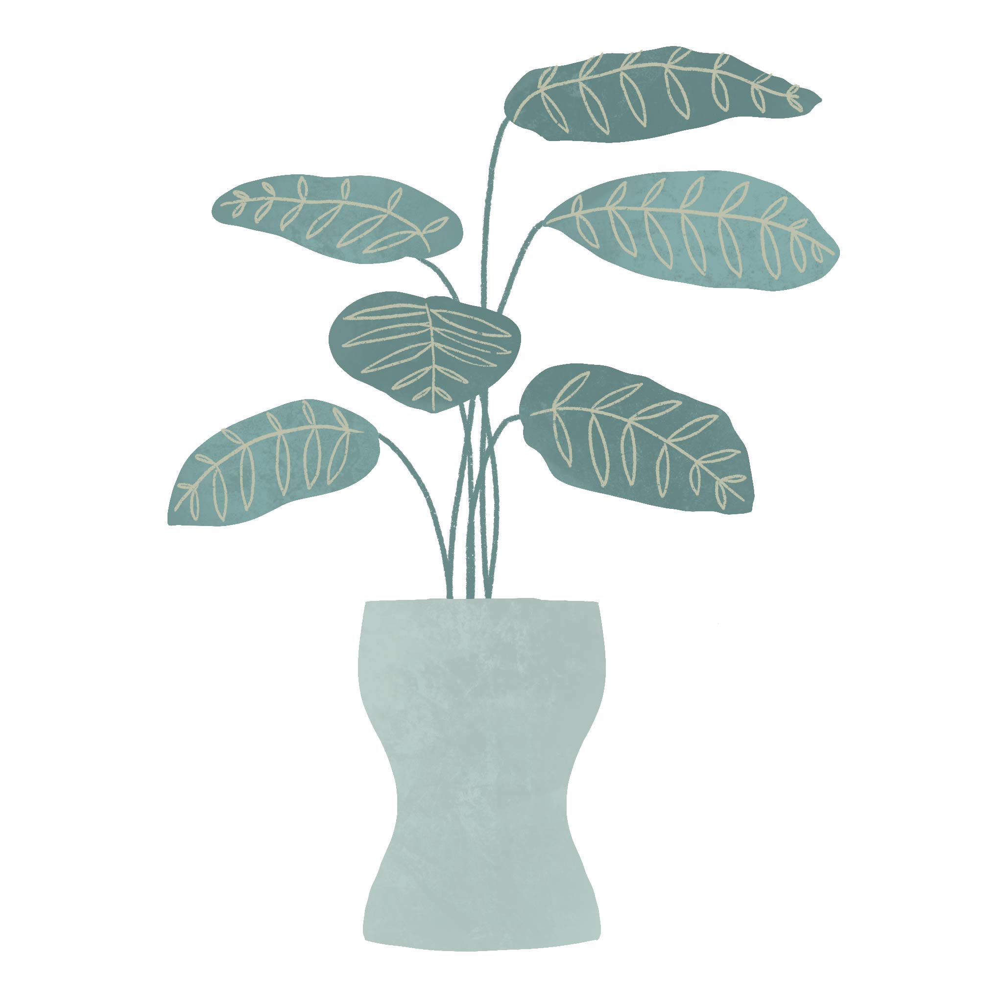 Calathea-Freddie